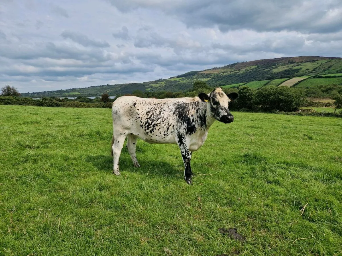 Breeding heifer 5 star rating - Image 1