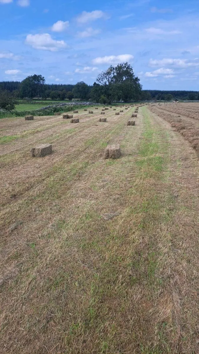 Hay square bales - Image 1