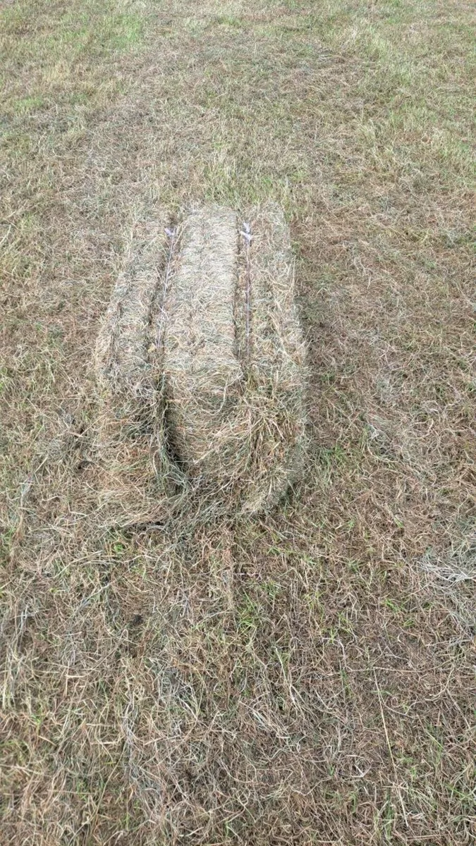 Hay square bales - Image 2