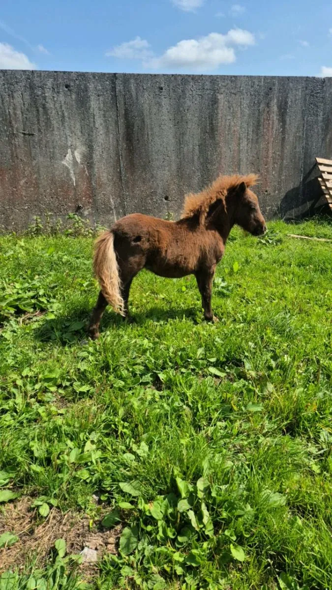 Miniature Foal - Image 1
