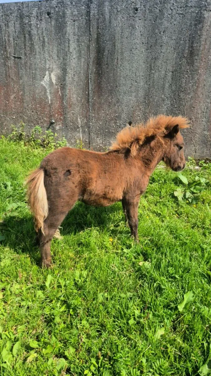 Miniature Foal - Image 2
