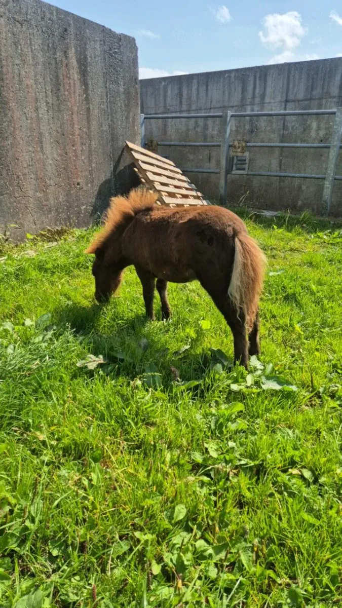 Miniature Foal - Image 3