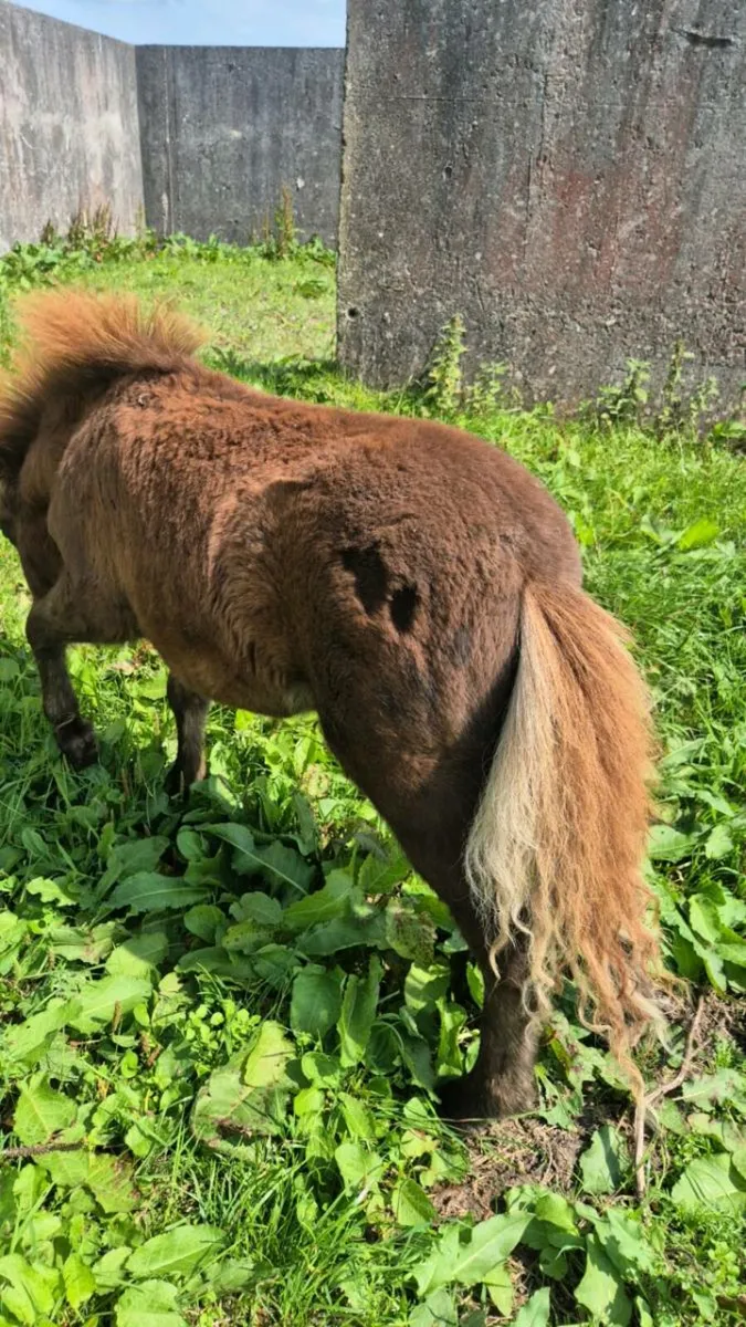 Miniature Foal - Image 4