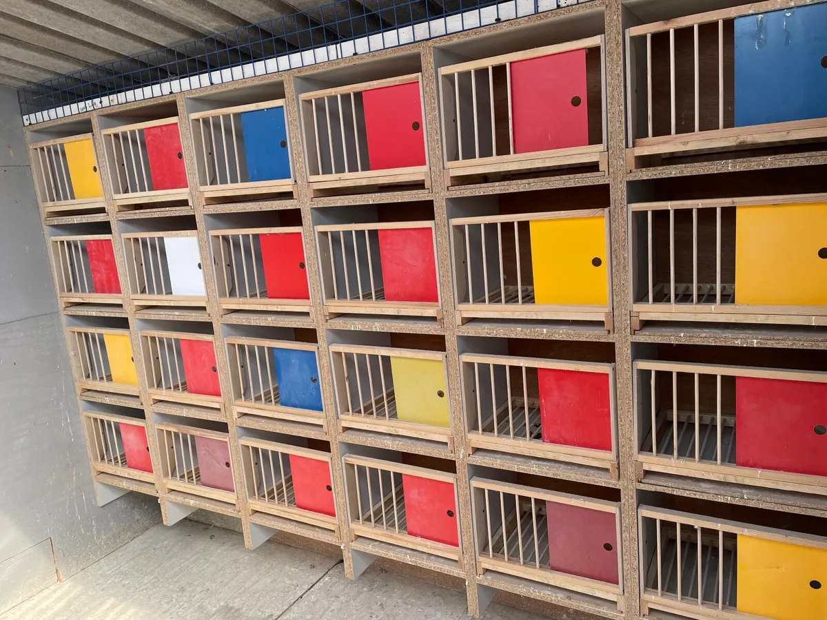24 widowhood pigeon boxes - Image 1