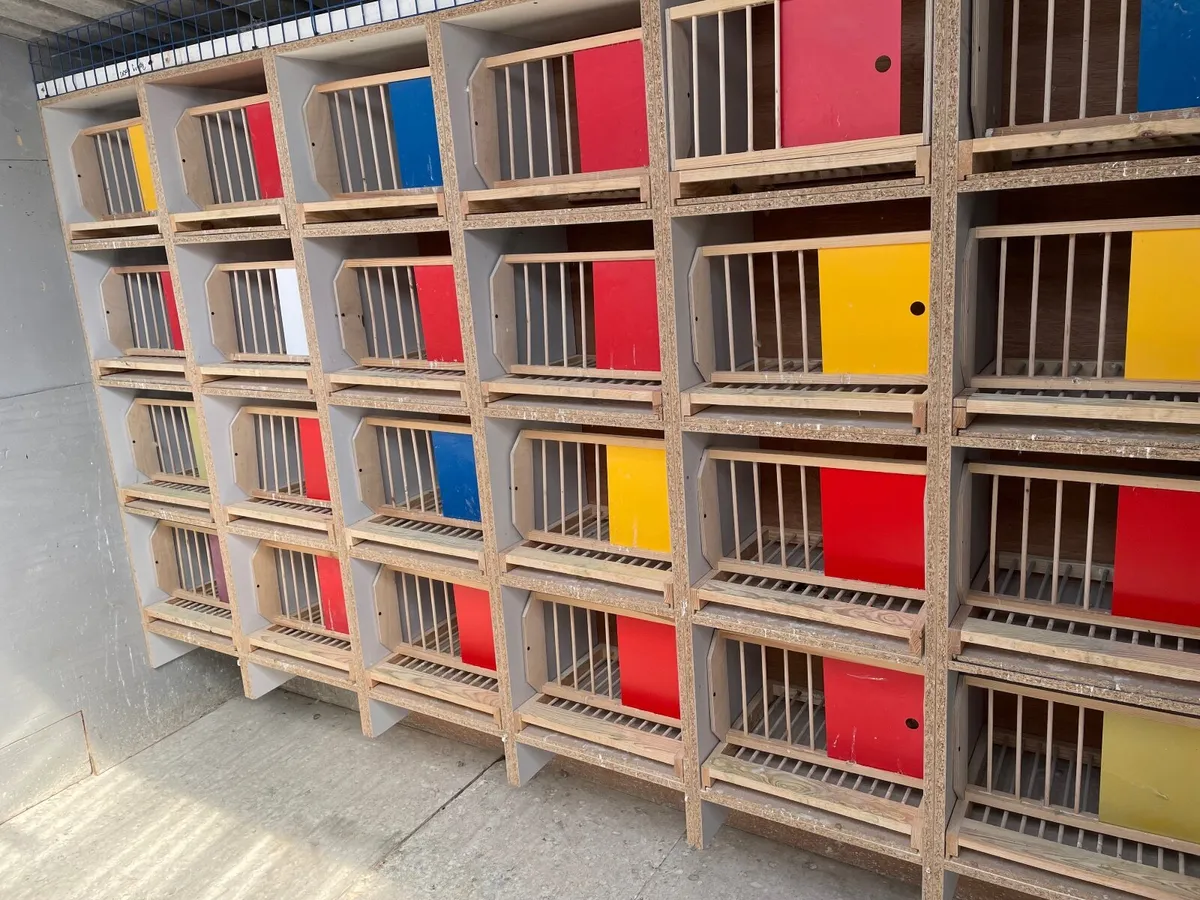 24 widowhood pigeon boxes - Image 2