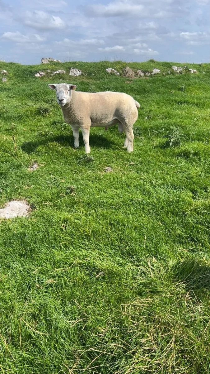 Texel hogget rams - Image 3