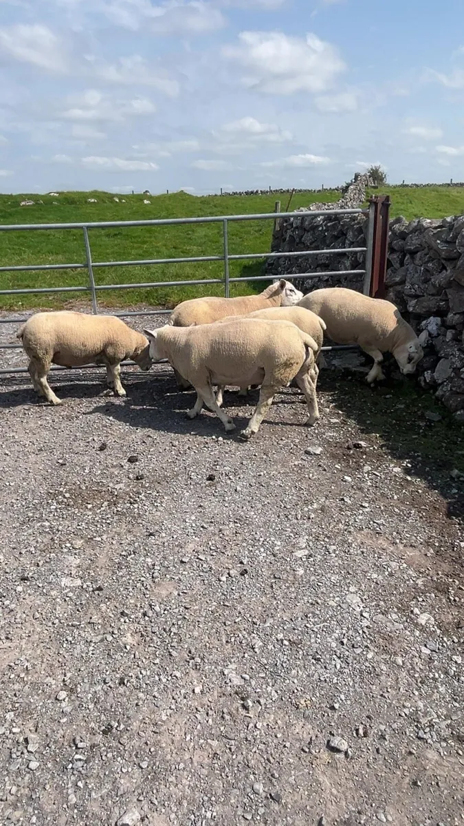Texel hogget rams - Image 4