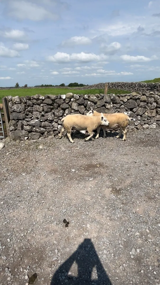 Texel hogget rams - Image 1
