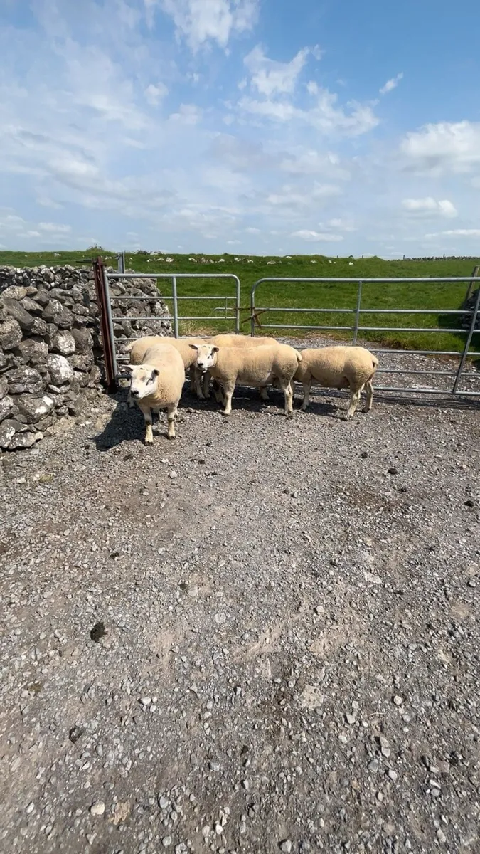 Texel hogget rams - Image 2