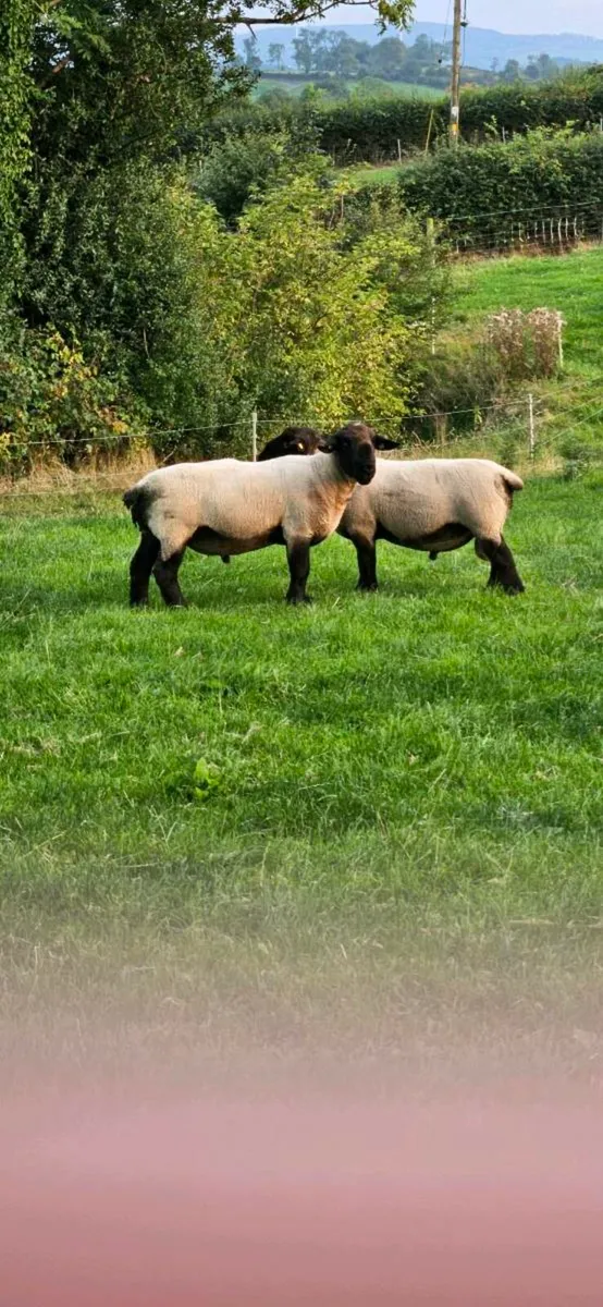 Suffolk Rams - Image 4