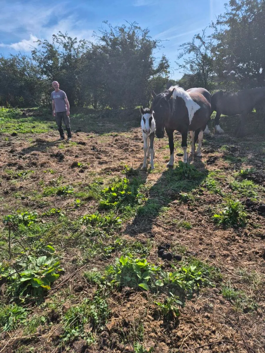 Horse - Image 1