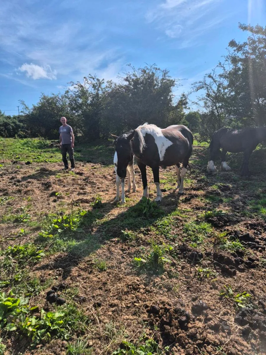Horse - Image 4