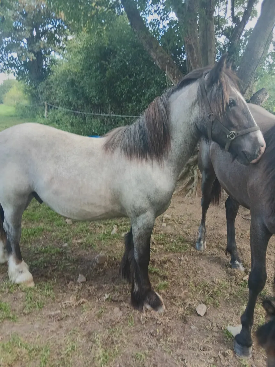 Yearling Cob gelding - Image 1