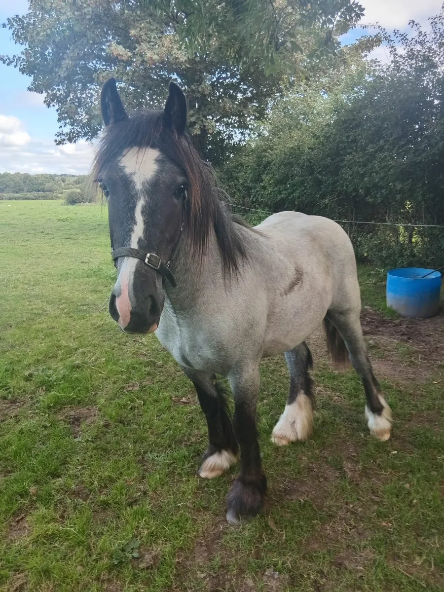 Yearling Cob gelding - Image 2