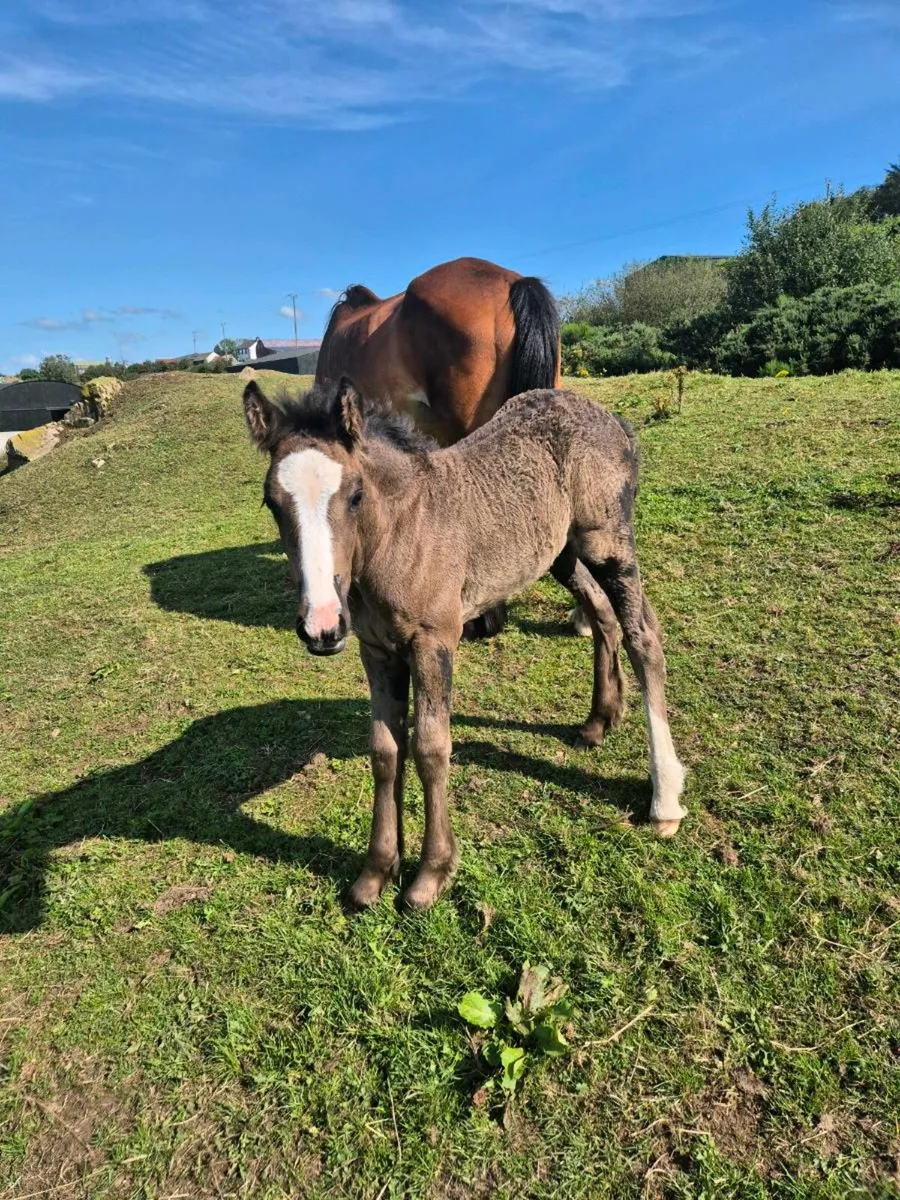 Horse - Image 1