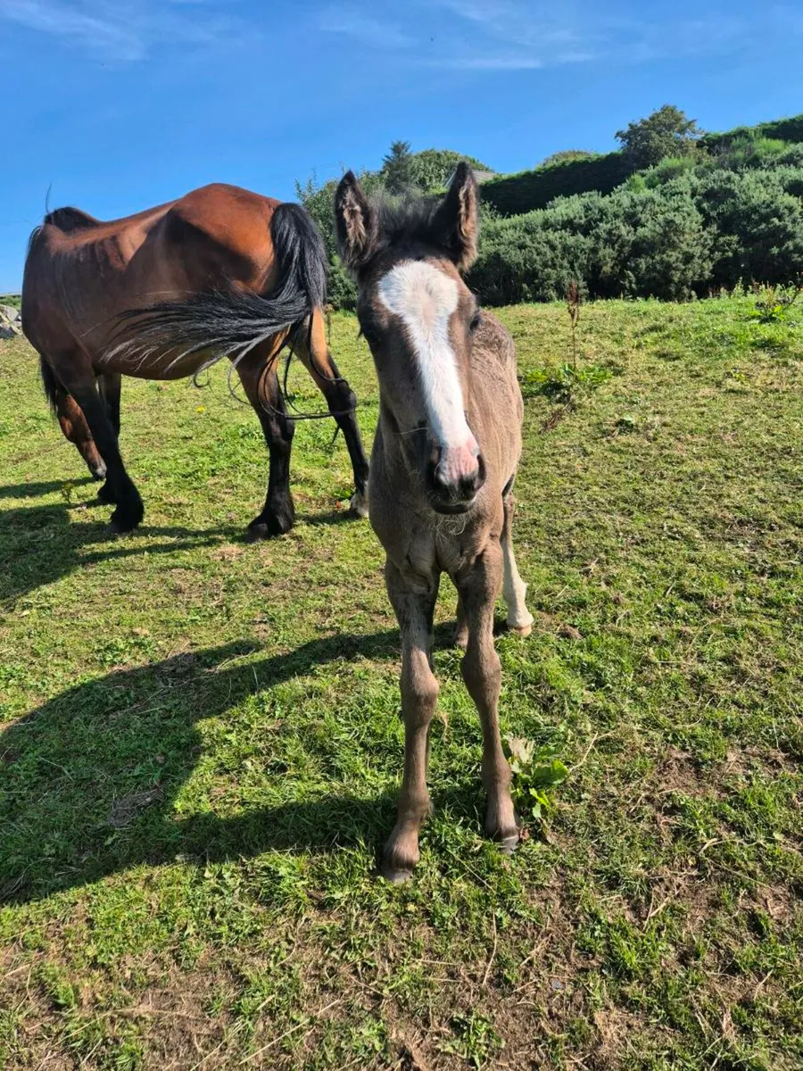 Horse - Image 2