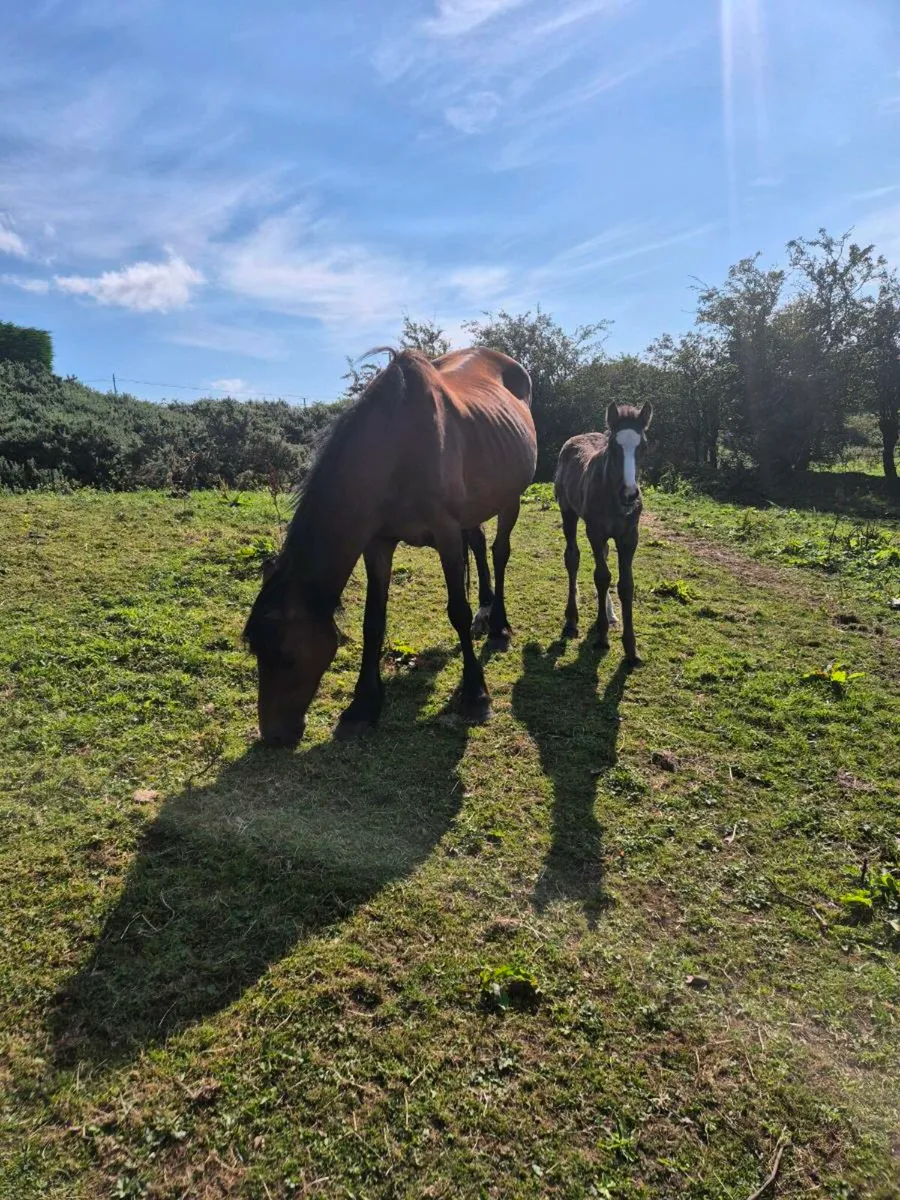 Horse - Image 3