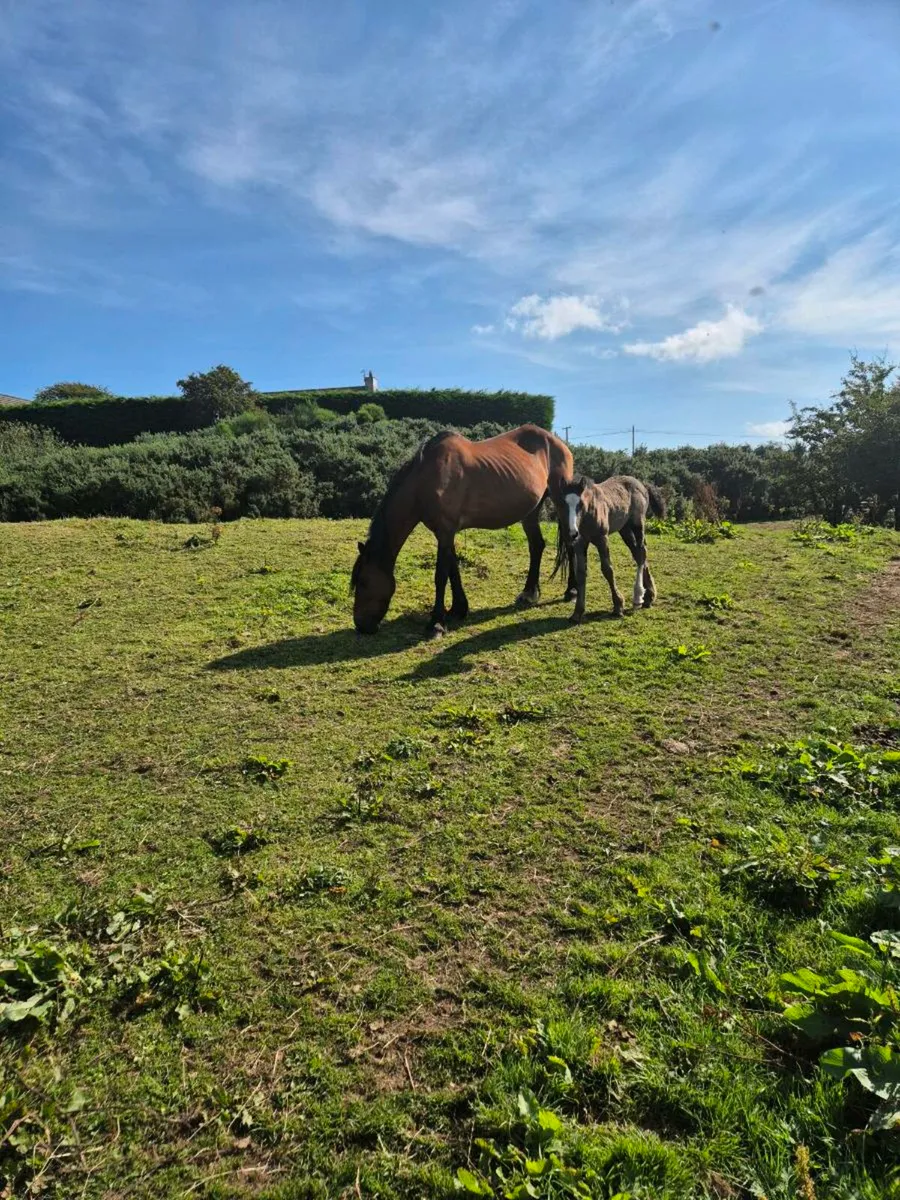 Horse - Image 4