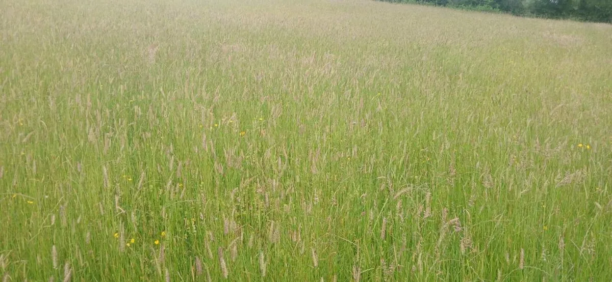 SQUARE Bales of hay - Image 3