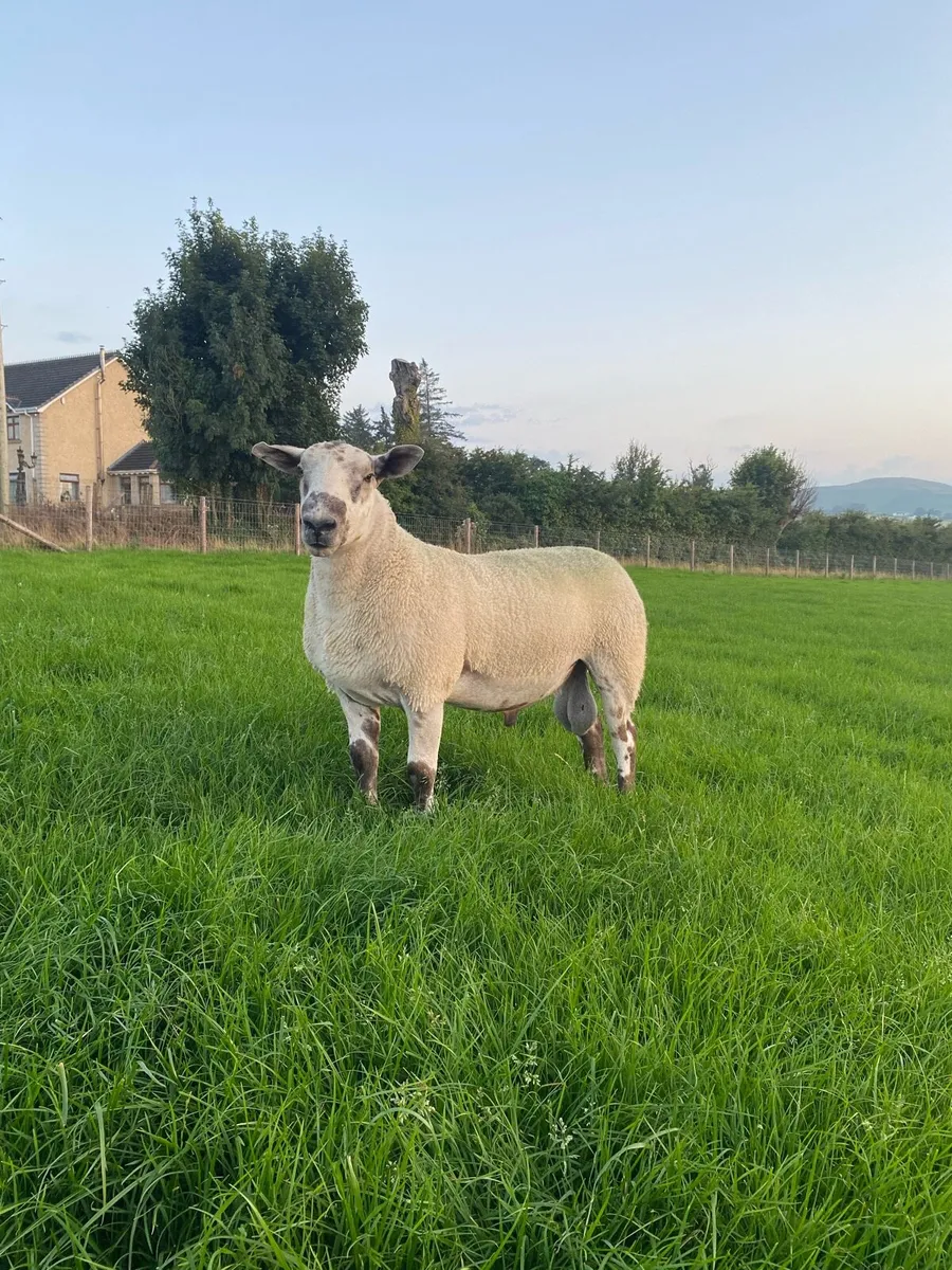 💥💥 Aberfield Shearling Ram 💥💥 - Image 1