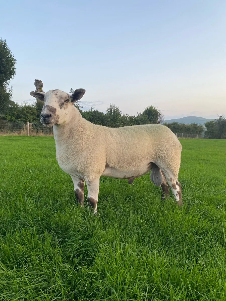 💥💥 Aberfield Shearling Ram 💥💥 - Image 2