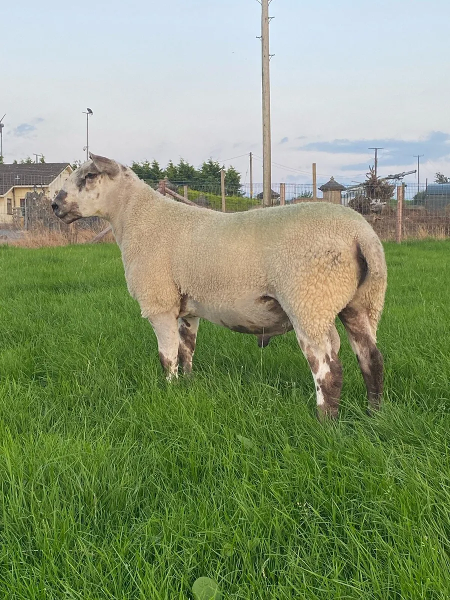 💥💥 Aberfield Shearling Ram 💥💥 - Image 3