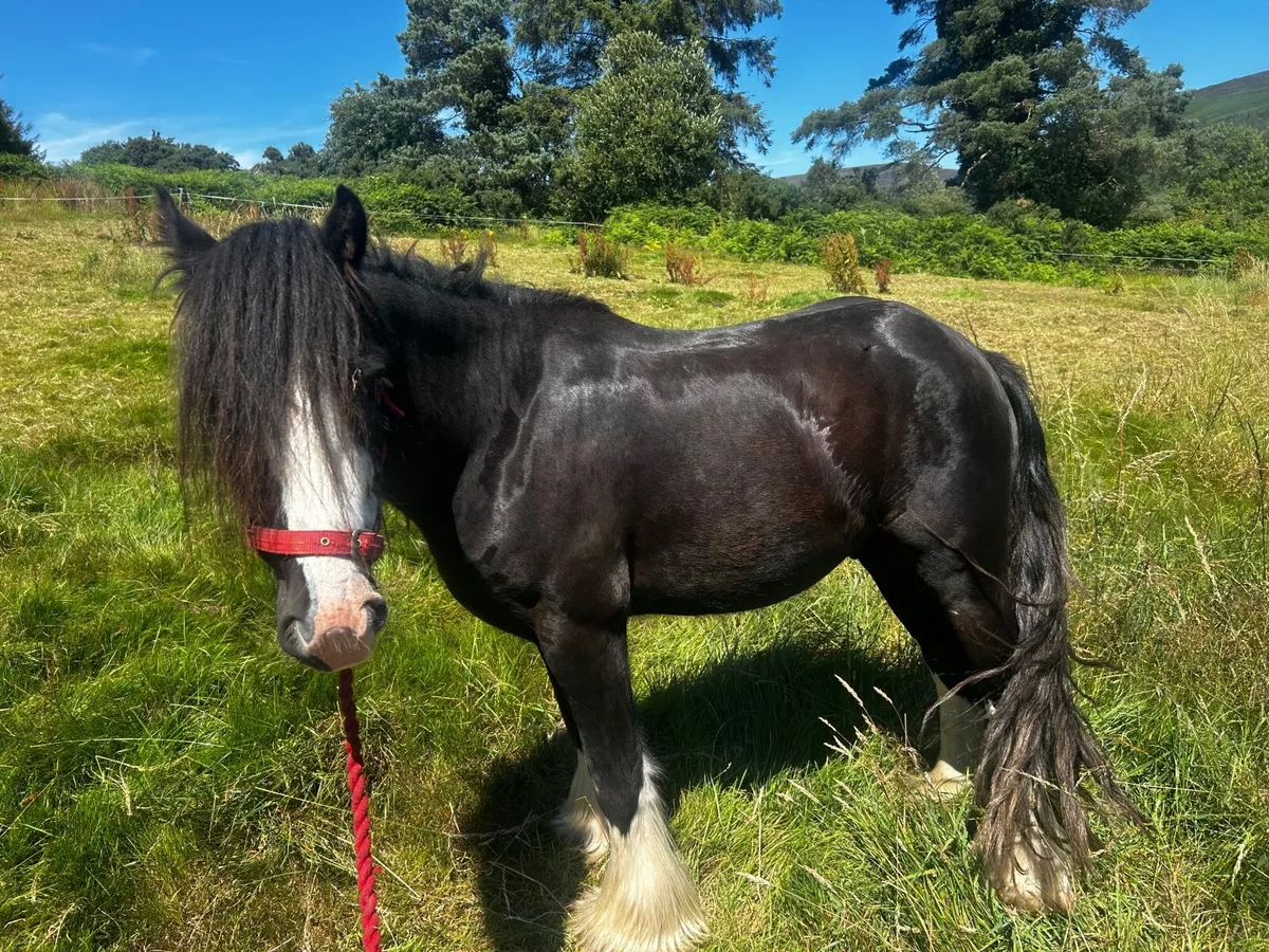 13hh Cob Pony - Image 1