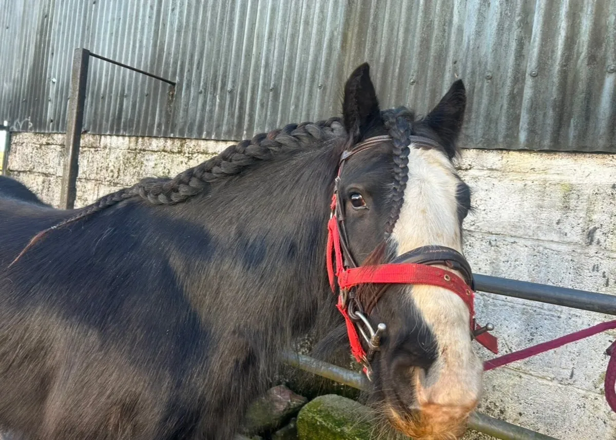 13hh Cob Pony - Image 2