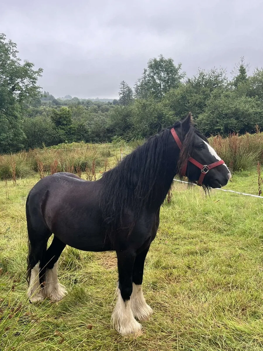 13hh Cob Pony - Image 3