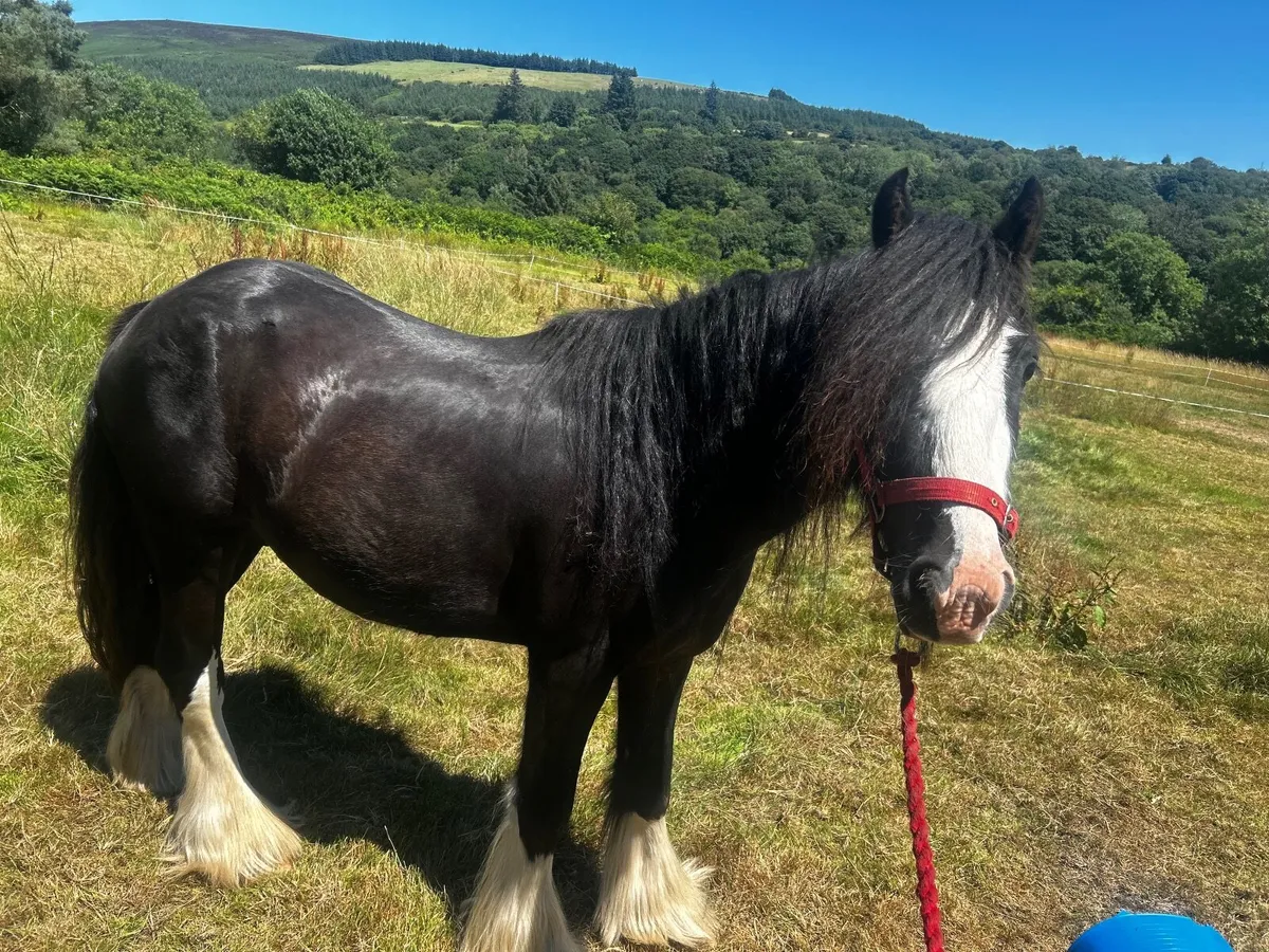 13hh Cob Pony - Image 4