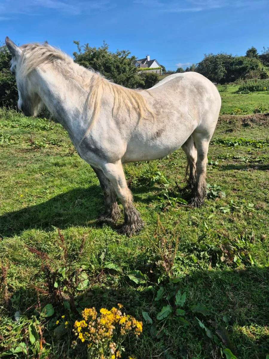 Horse - Image 1