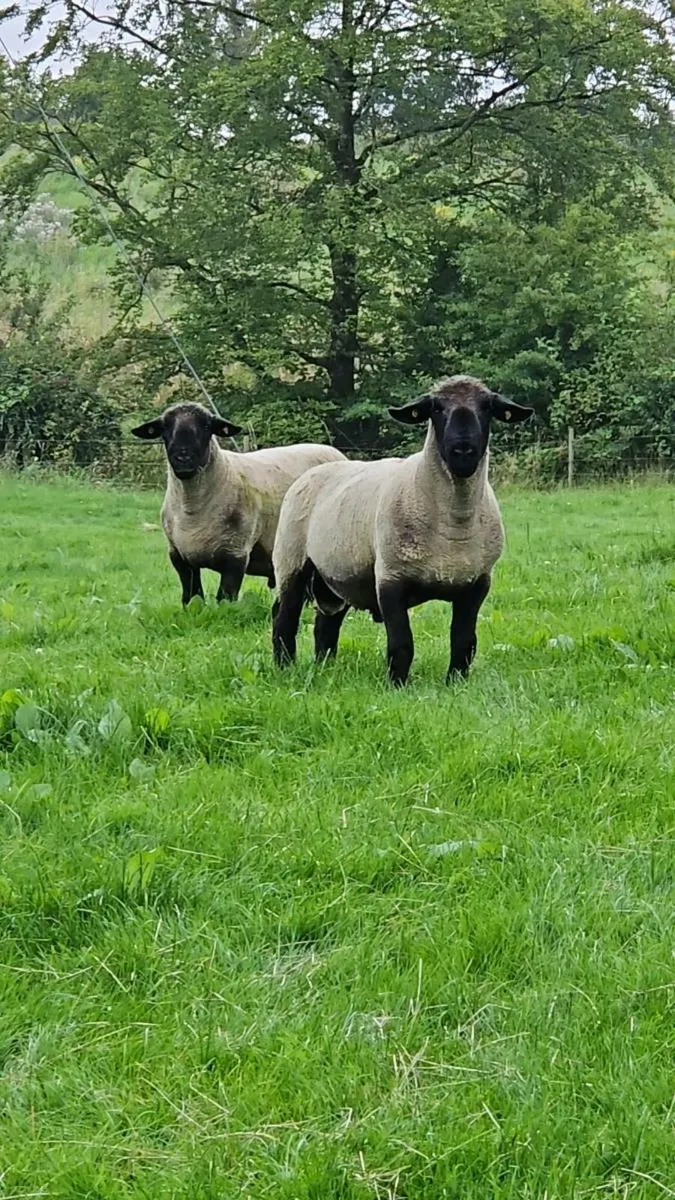 Suffolk Rams - Image 1
