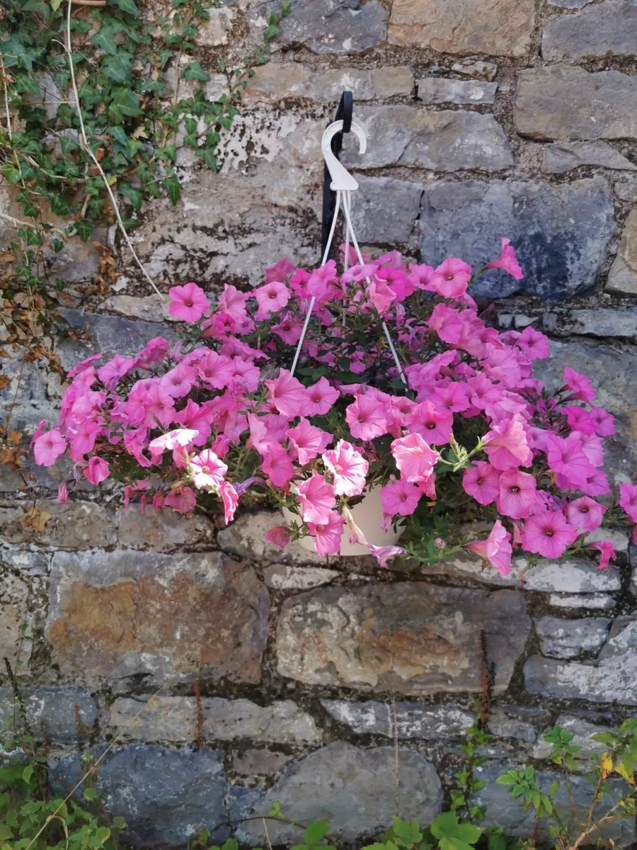 Supertunia Flowers in Pots –€5 each –Seasonal Sale - Image 2
