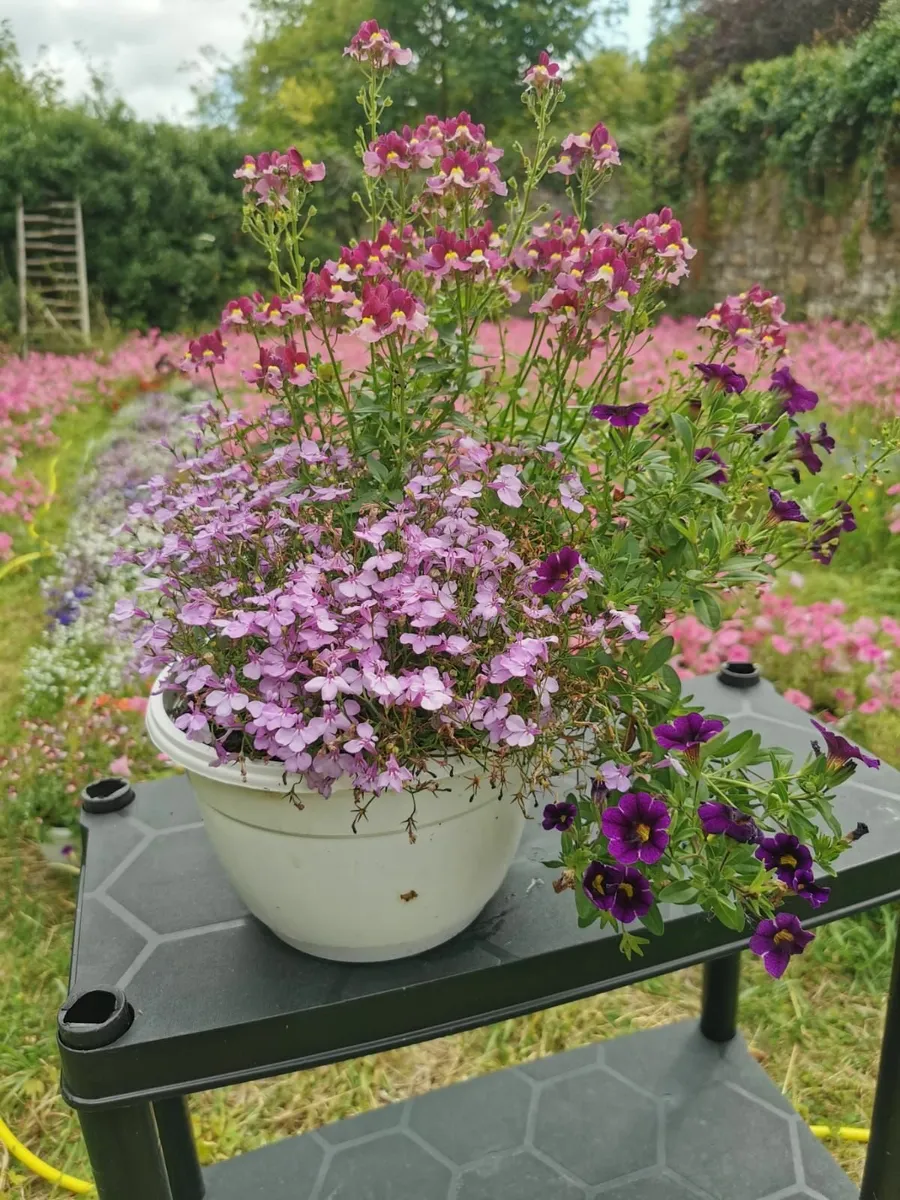 Supertunia Flowers in Pots –€5 each –Seasonal Sale - Image 3