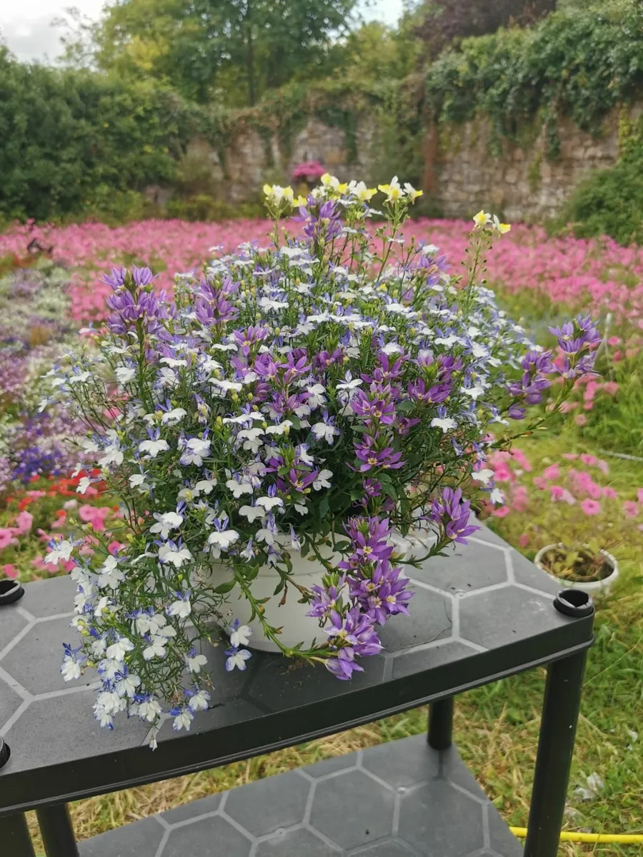 Supertunia Flowers in Pots –€5 each –Seasonal Sale - Image 4