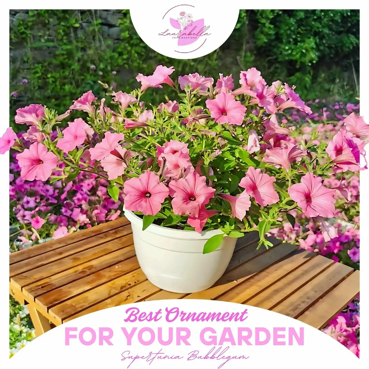 Supertunia Flowers in Pots –€5 each –Seasonal Sale - Image 1