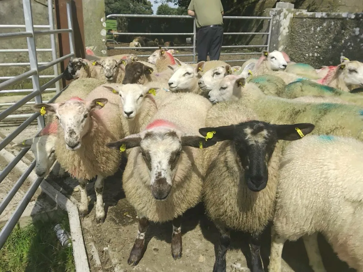 50 Ewe Lamb's - Image 2