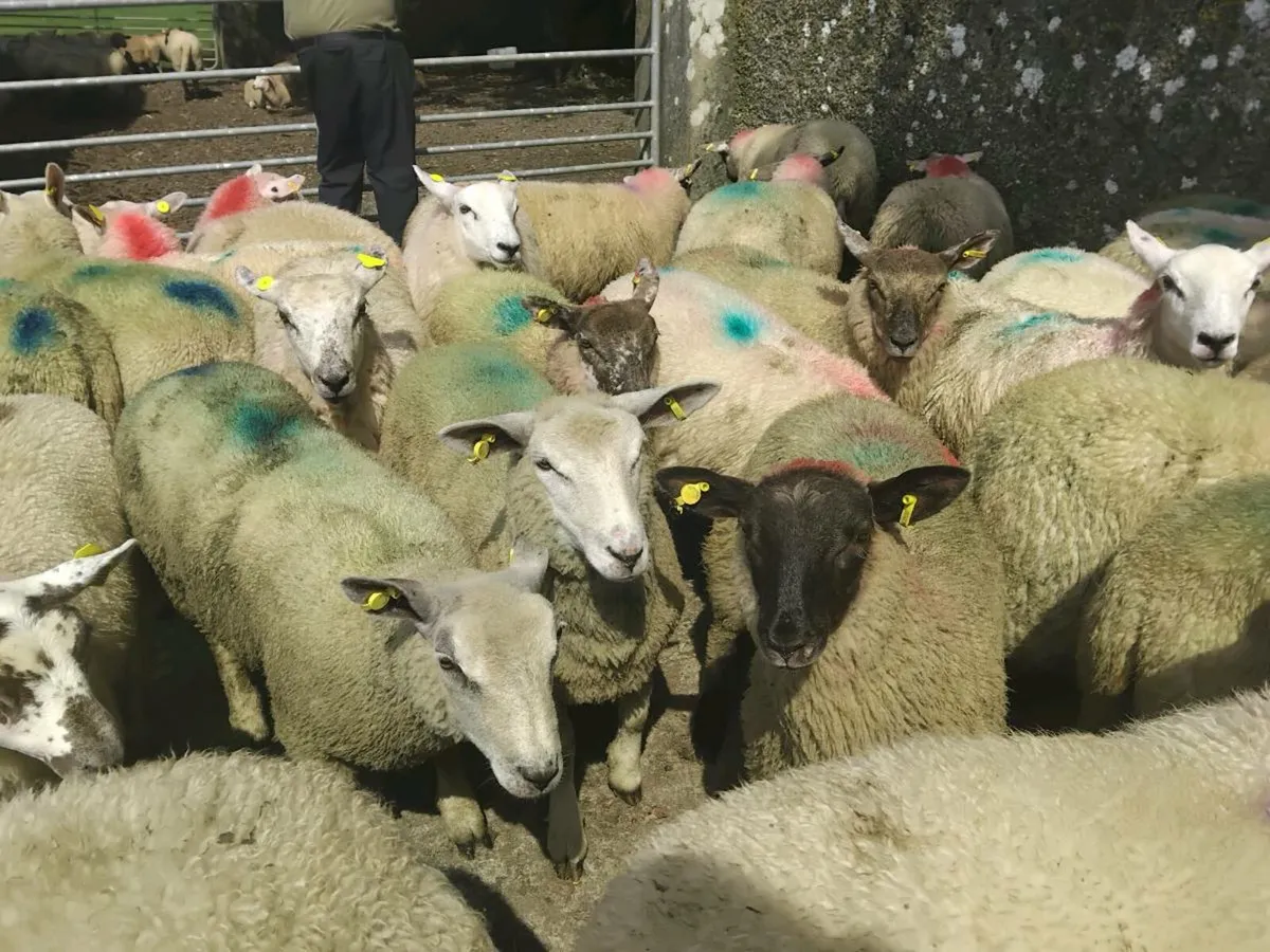50 Ewe Lamb's - Image 4