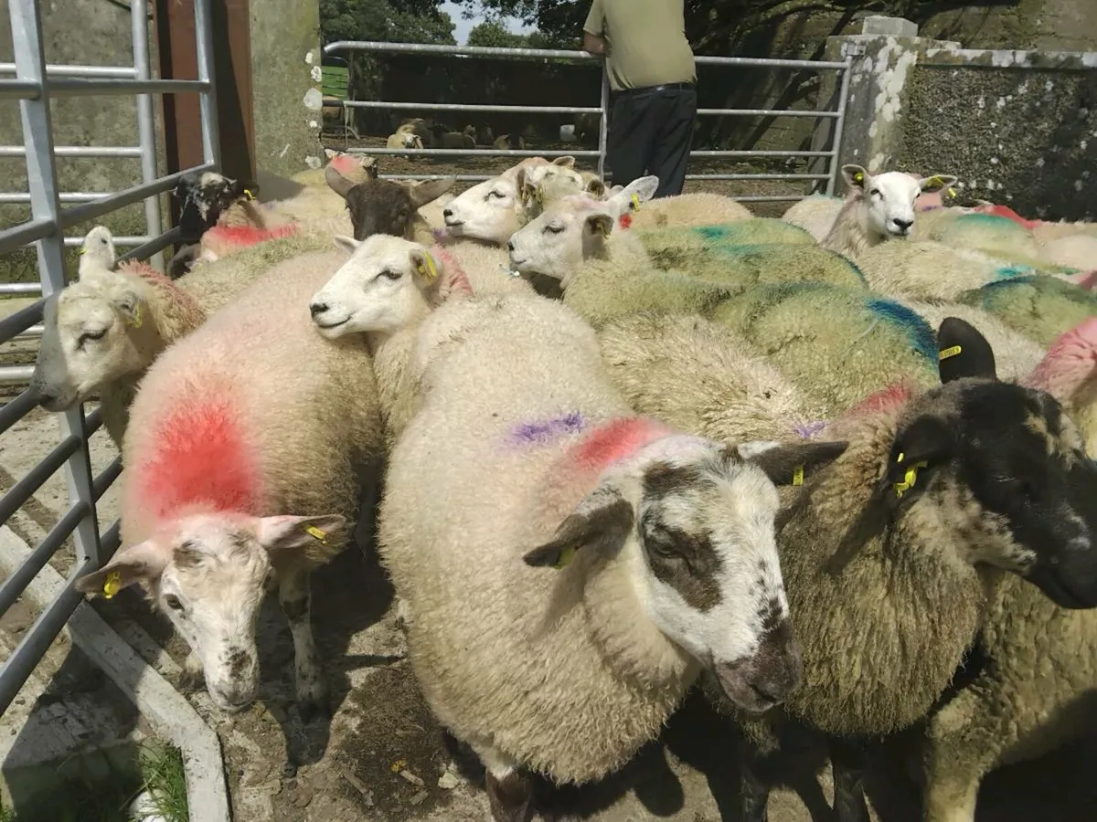 50 Ewe Lamb's - Image 1