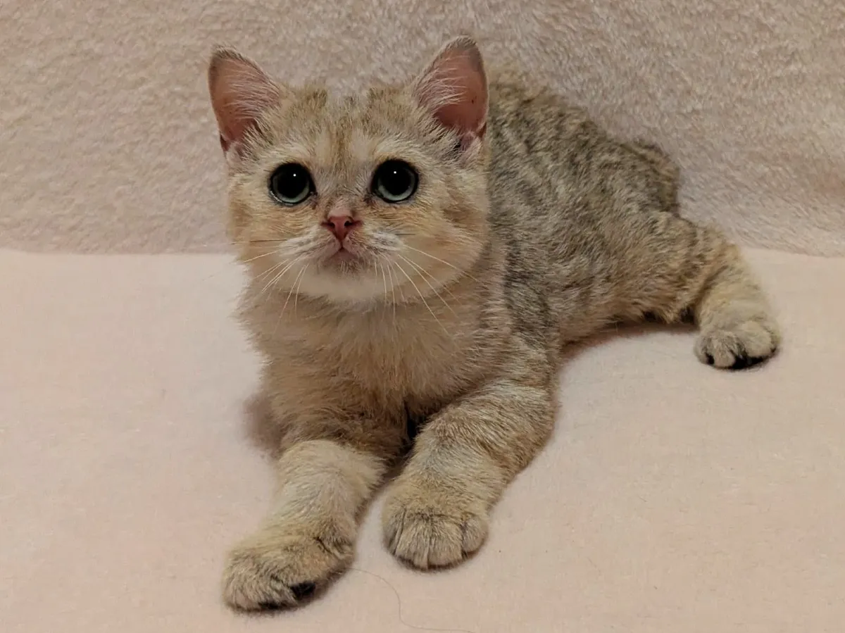 Golden Chinchilla Scottish kitten - Image 3
