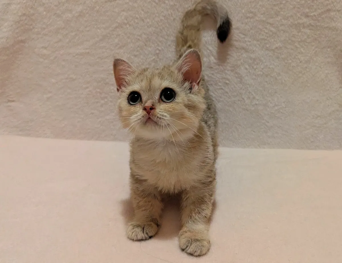 Golden Chinchilla Scottish kitten - Image 2