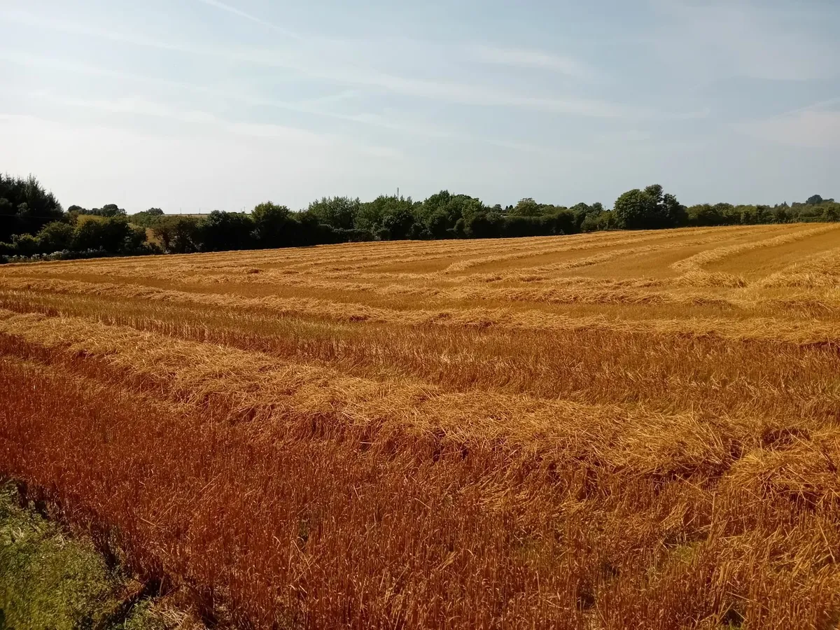 Top quality clean GOLDEN straw - Image 1