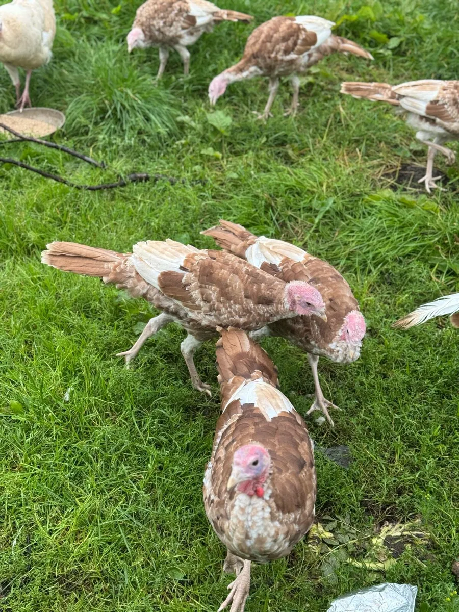 Turkeys - Image 3