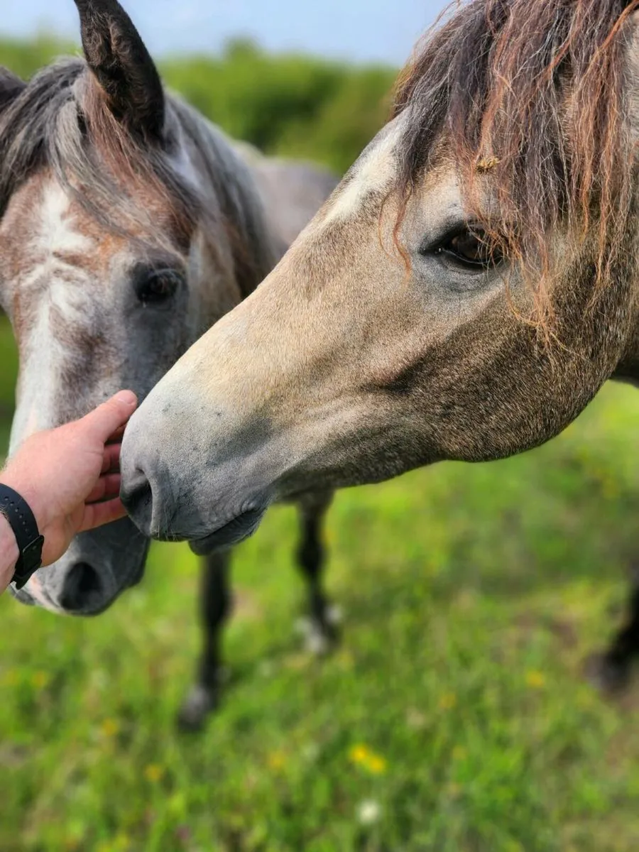 3 Connemara Dun Filly's - Image 1