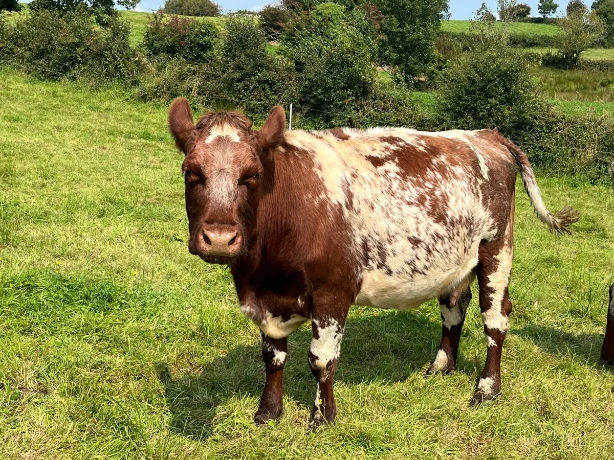 Shorthorn cow - Image 2