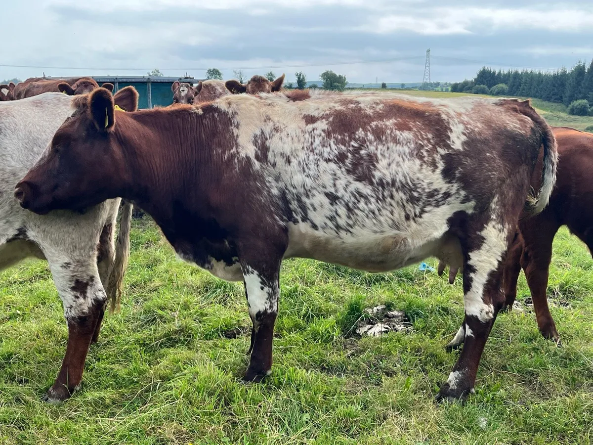 Shorthorn cow - Image 3