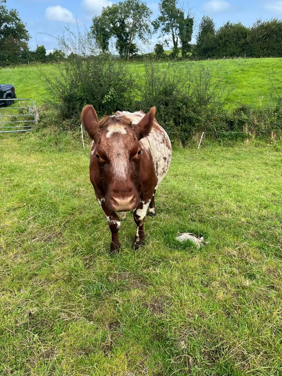 Shorthorn cow - Image 4