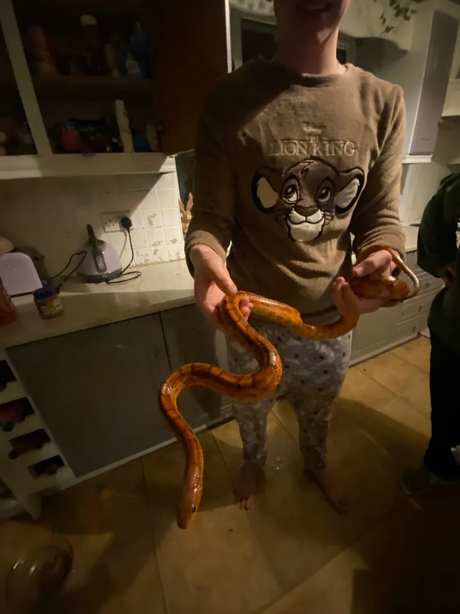 Corn snakes - Image 1