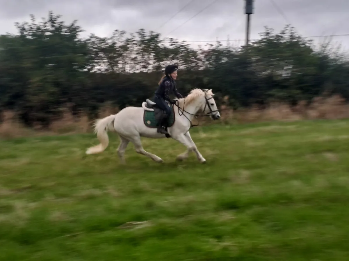 128cm  Perfect pony - Image 4