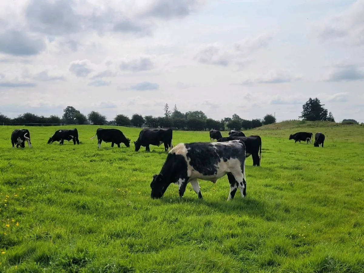 Fresian Bullocks - Image 2